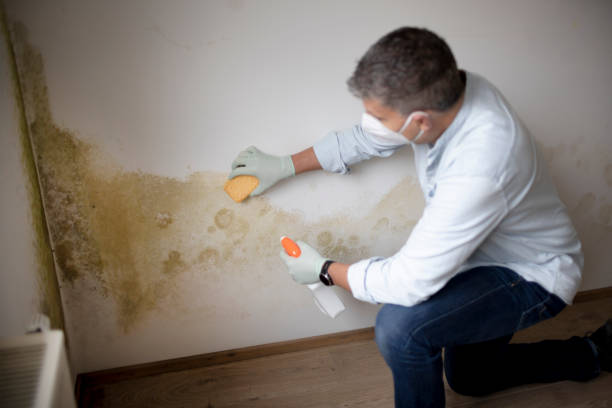 Trusted Dagsboro, DE Mold Removal Experts